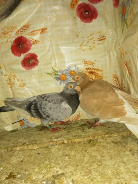  - Porumbei 2020-2021 matca tip vechi