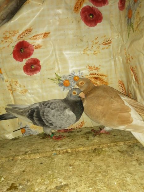  - Porumbei 2020-2021 matca tip vechi