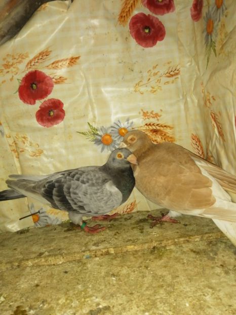  - Porumbei 2020-2021 matca tip vechi