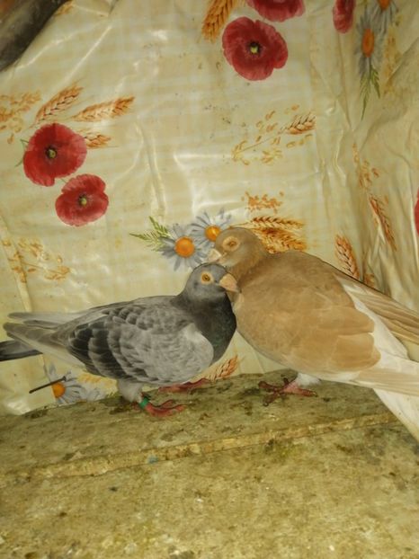  - Porumbei 2020-2021 matca tip vechi