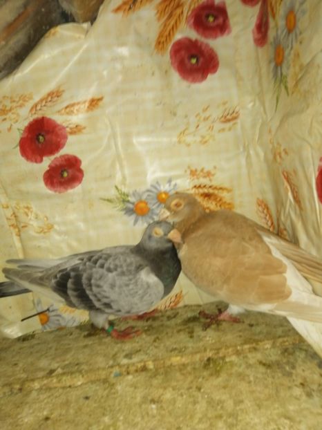  - Porumbei 2020-2021 matca tip vechi