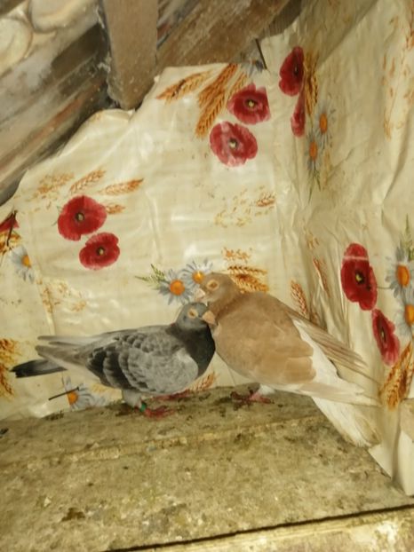  - Porumbei 2020-2021 matca tip vechi