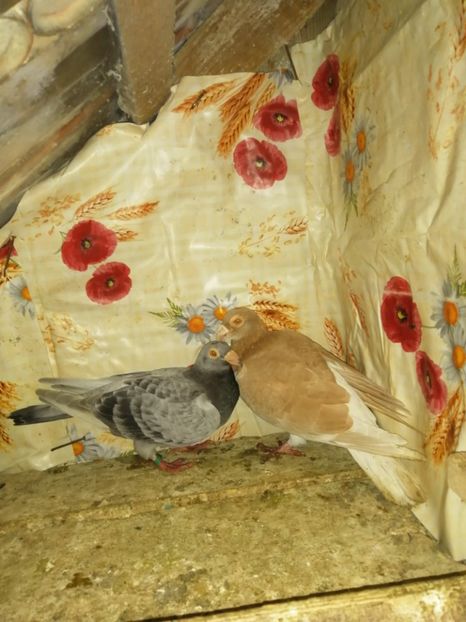  - Porumbei 2020-2021 matca tip vechi