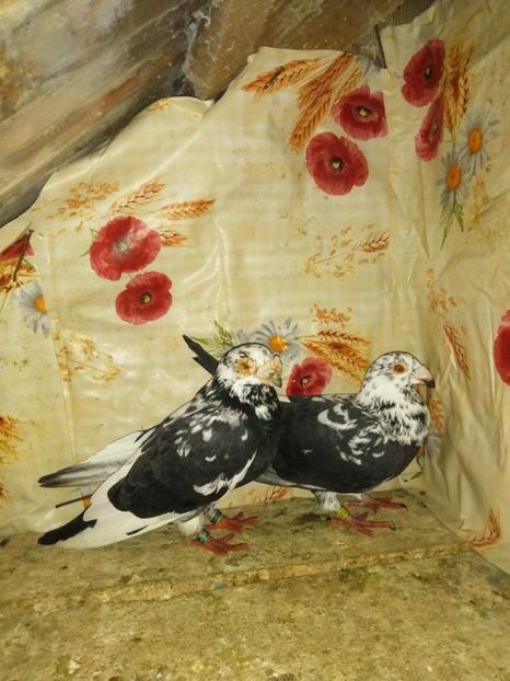  - Porumbei 2020-2021 matca tip vechi