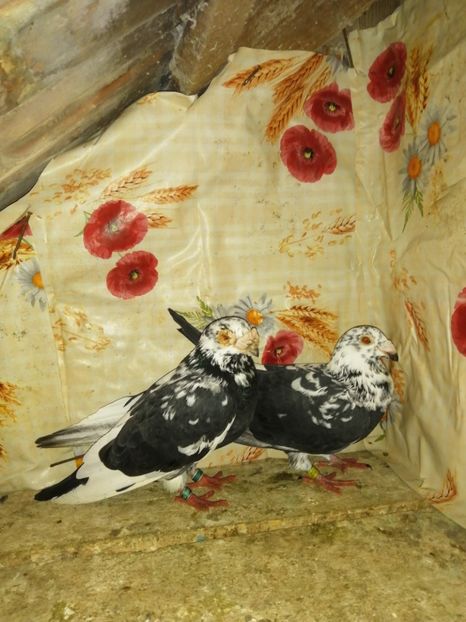  - Porumbei 2020-2021 matca tip vechi