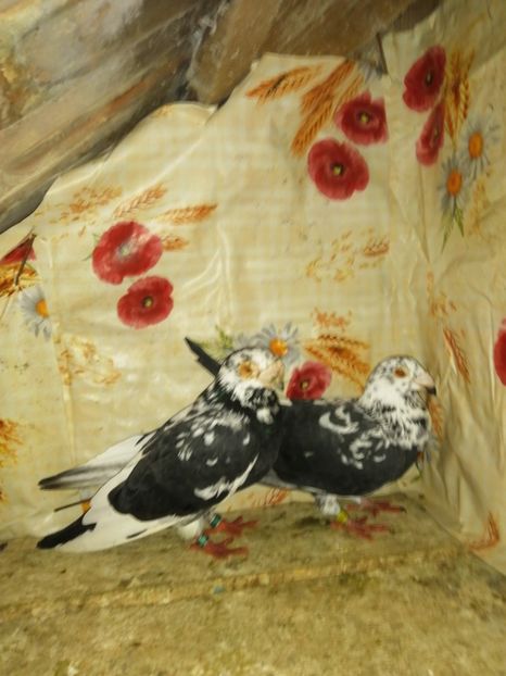  - Porumbei 2020-2021 matca tip vechi