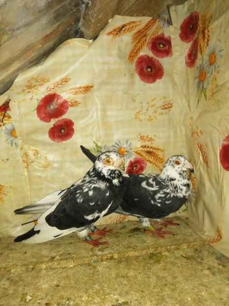  - Porumbei 2020-2021 matca tip vechi