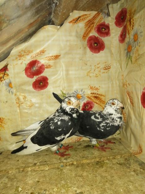  - Porumbei 2020-2021 matca tip vechi