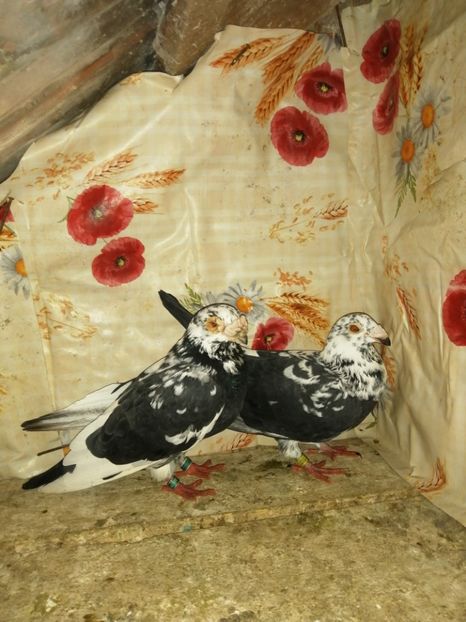  - Porumbei 2020-2021 matca tip vechi