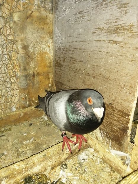  - Porumbei 2020-2021 matca tip vechi