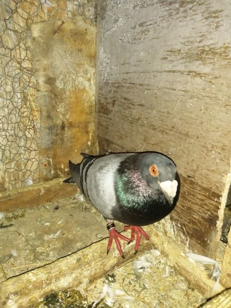  - Porumbei 2020-2021 matca tip vechi