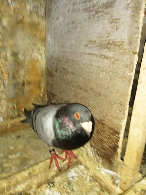  - Porumbei 2020-2021 matca tip vechi