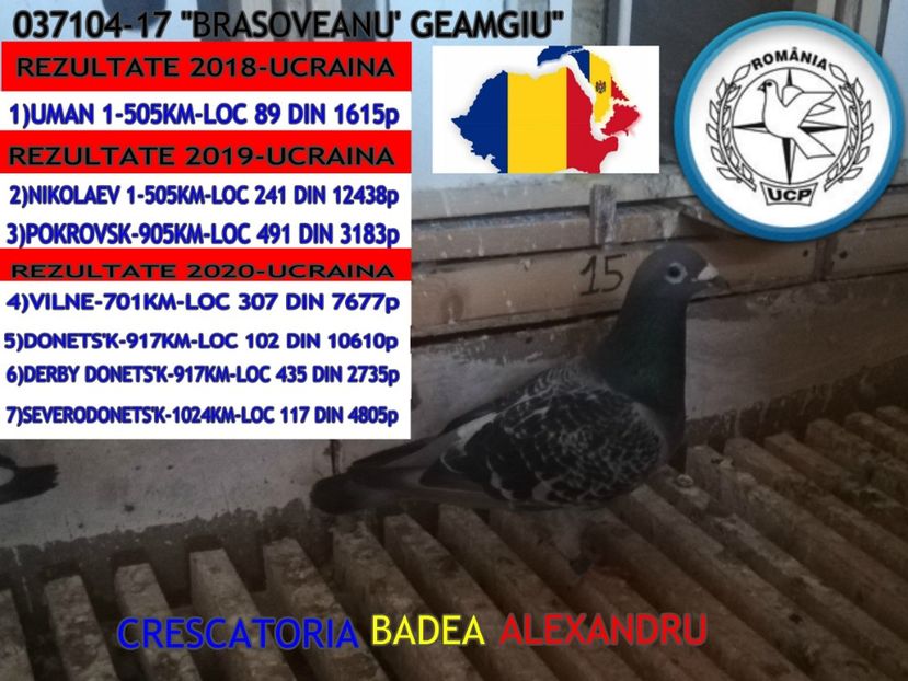 BRASOVEANU GEAMGIU-037104-17 - 2020-CEI MAI BUNI PORUMBEI DIN CRESCATORIA MEA