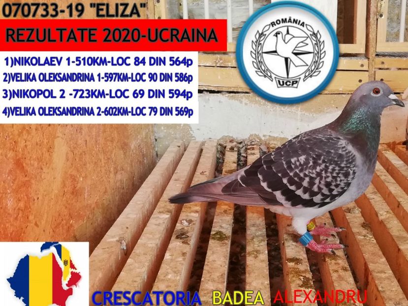 ELIZA-070733-19 - 2020-CEI MAI BUNI PORUMBEI DIN CRESCATORIA MEA