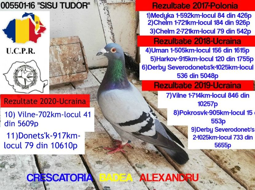 Sisu Tudor-005501-16 - 2020-CEI MAI BUNI PORUMBEI DIN CRESCATORIA MEA