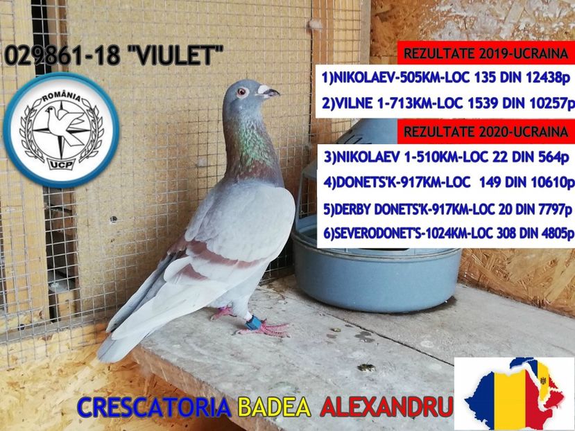 VIULET-029861-18 - 2020-CEI MAI BUNI PORUMBEI DIN CRESCATORIA MEA