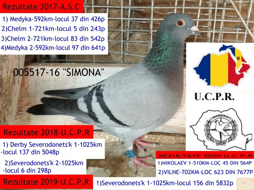 received_587547135371257 - 2020-CEI MAI BUNI PORUMBEI DIN CRESCATORIA MEA