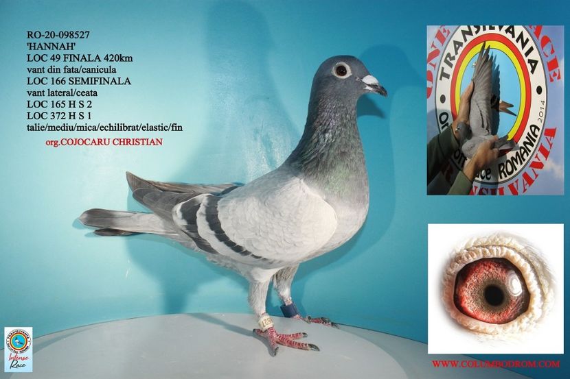 Columb-Transilvania-RO-098527-2020-foto - 2020-INTARIRE MATCA-098527-20-VANATA