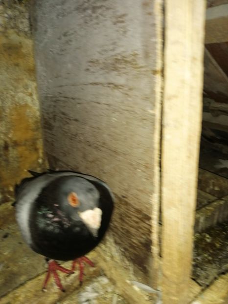  - Porumbei 2020-2021 matca tip vechi