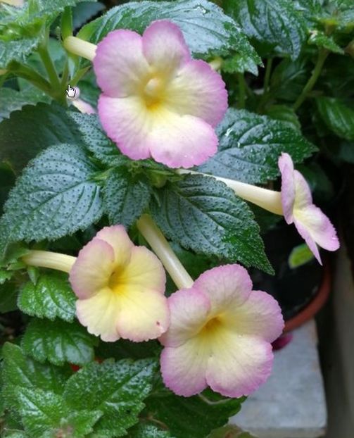 Honey Queen - Honey Queen