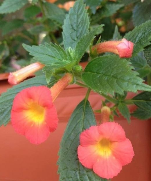 summer sunset - Summer Sunset