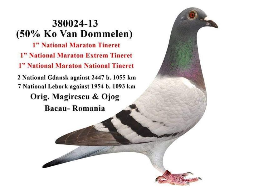  - 2020-INATARIRE MATCA-SOLZAT-VOCHIN GEORGE x MAGIRESCU x OJOG X DORNEANU