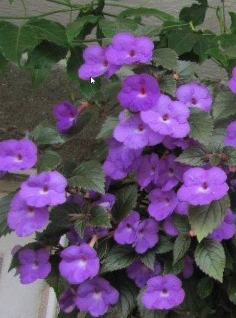 Pulcherrima - Pulcherrima