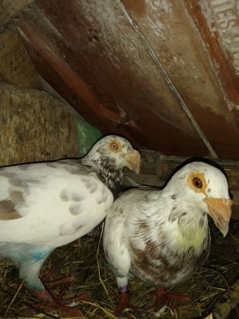  - Porumbei 2020-2021 matca tip vechi