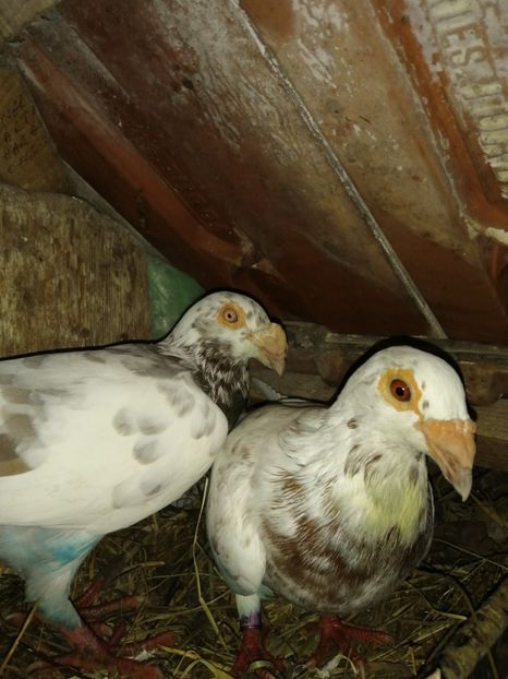  - Porumbei 2020-2021 matca tip vechi