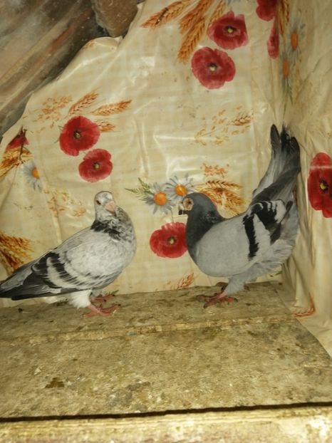  - Porumbei 2020-2021 matca tip vechi