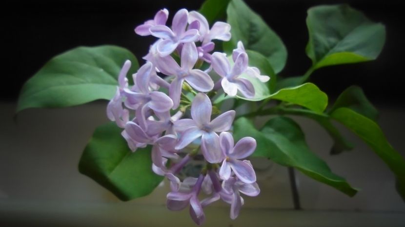 Liliac,floare de noiembrie - Culori 2020