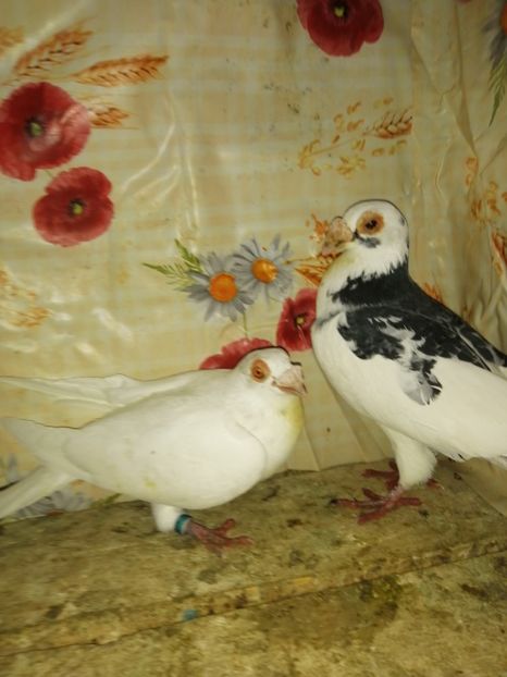  - Porumbei 2020-2021 matca tip vechi