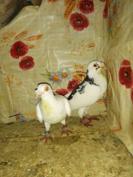  - Porumbei 2020-2021 matca tip vechi