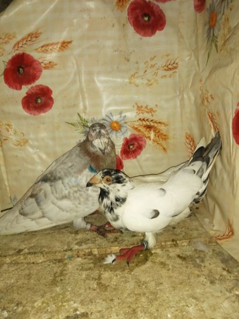  - Porumbei 2020-2021 matca tip vechi