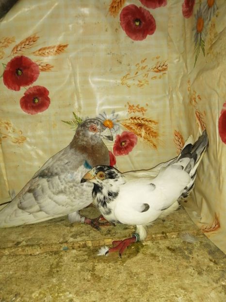  - Porumbei 2020-2021 matca tip vechi