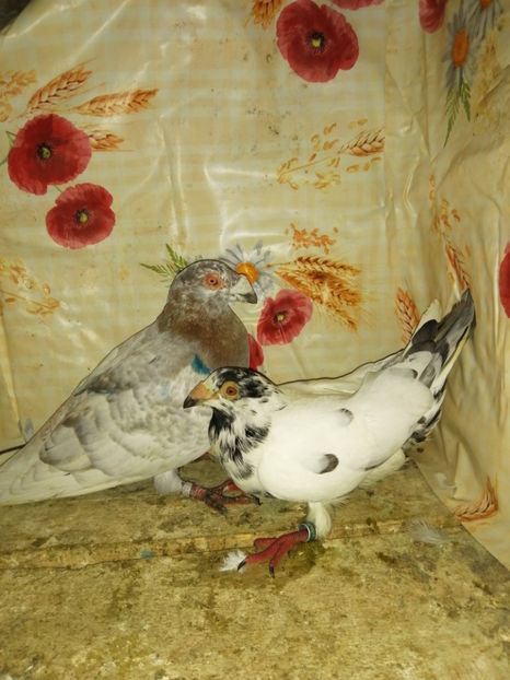  - Porumbei 2020-2021 matca tip vechi