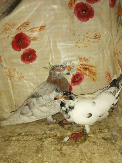  - Porumbei 2020-2021 matca tip vechi