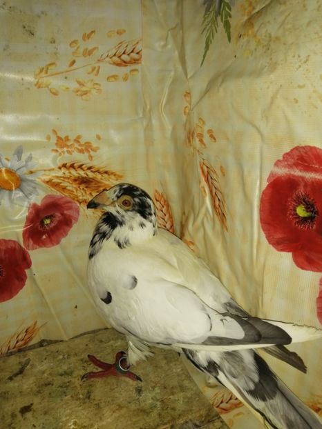  - Porumbei 2020-2021 matca tip vechi