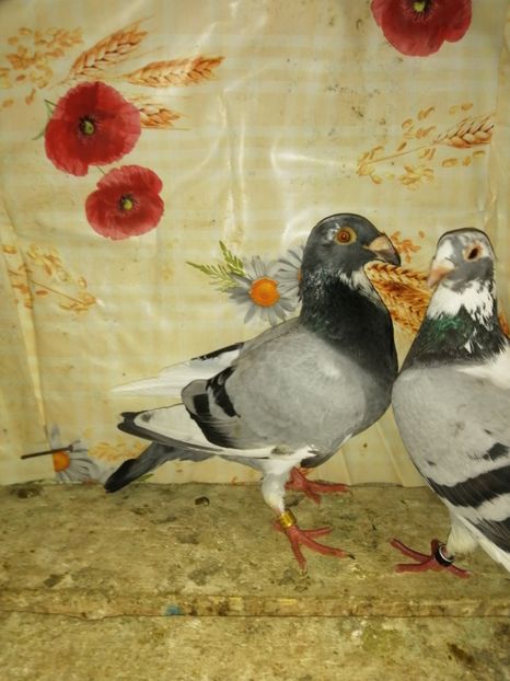  - Porumbei 2020-2021 matca tip vechi