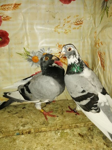  - Porumbei 2020-2021 matca tip vechi