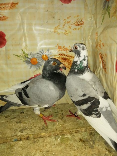  - Porumbei 2020-2021 matca tip vechi