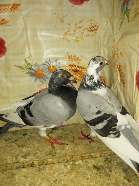  - Porumbei 2020-2021 matca tip vechi