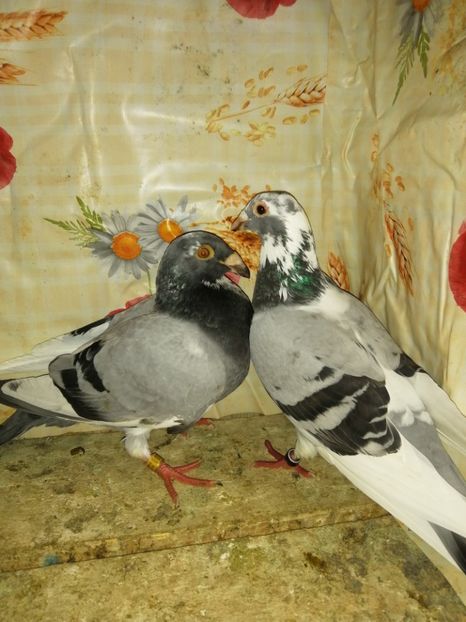  - Porumbei 2020-2021 matca tip vechi