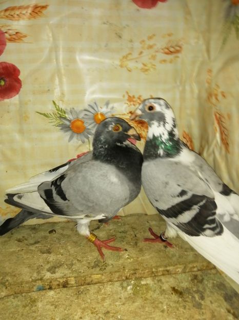  - Porumbei 2020-2021 matca tip vechi