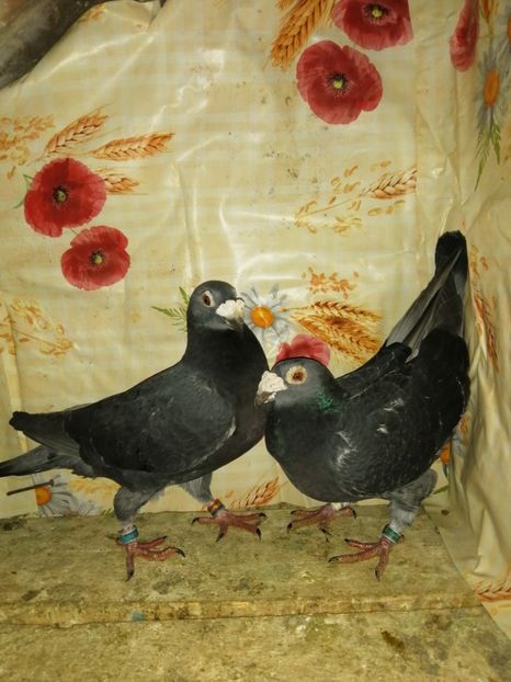  - Porumbei 2020-2021 matca tip vechi