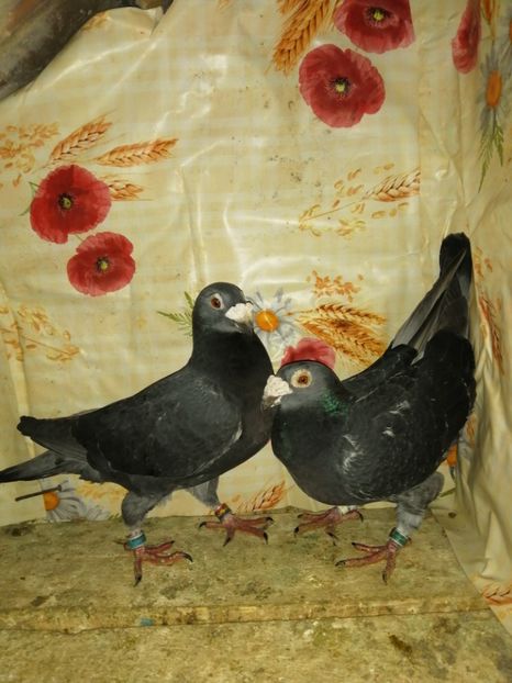  - Porumbei 2020-2021 matca tip vechi