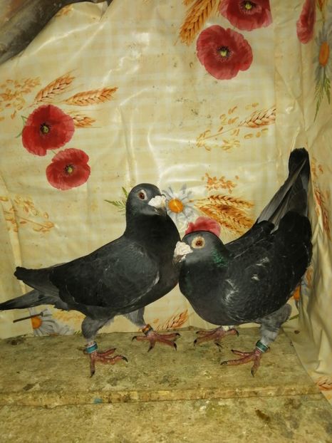  - Porumbei 2020-2021 matca tip vechi