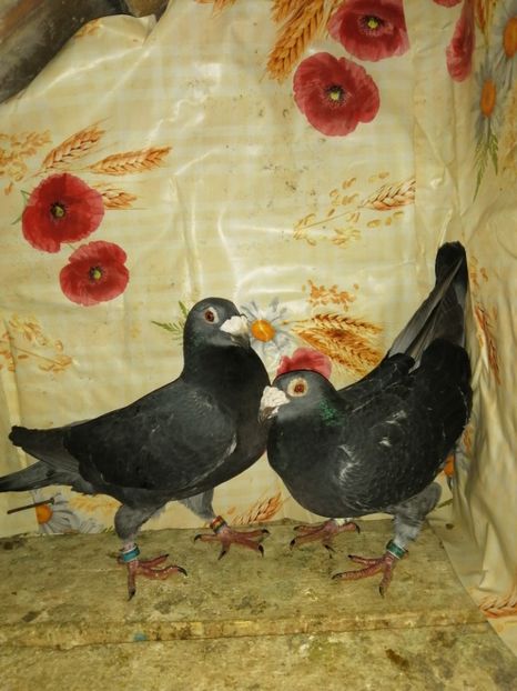  - Porumbei 2020-2021 matca tip vechi