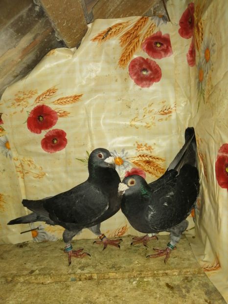  - Porumbei 2020-2021 matca tip vechi