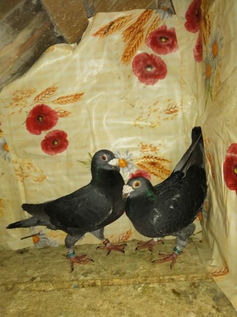  - Porumbei 2020-2021 matca tip vechi